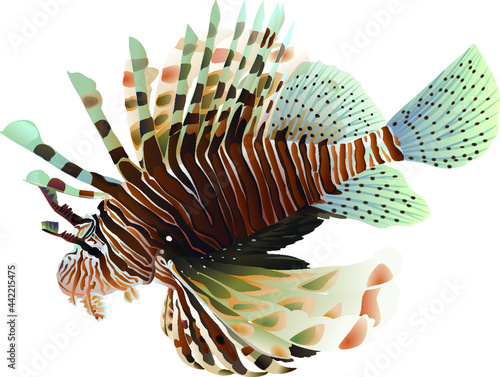Lion fish isolated