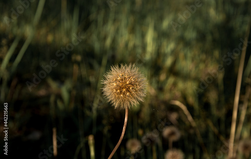Gentle field plant that grows on a green lawn under the warm rays of the sun before sunset. Hairy inflorescence. Place for text. Close up.