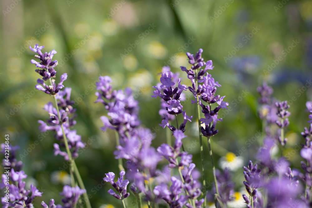 Blooming Lavender Hidcote flowers in close up, flower nursery Blooming Lavender Hidcote flowers in close up, flower nursery