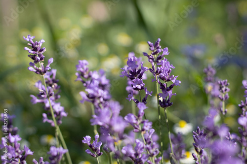 Blooming Lavender Hidcote flowers in close up  flower nursery