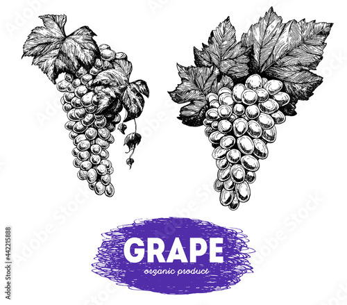 Grape for wine. Sketch design template. Package for wine. Hand drawn vector illustration. Wine shop and grapes farm design.