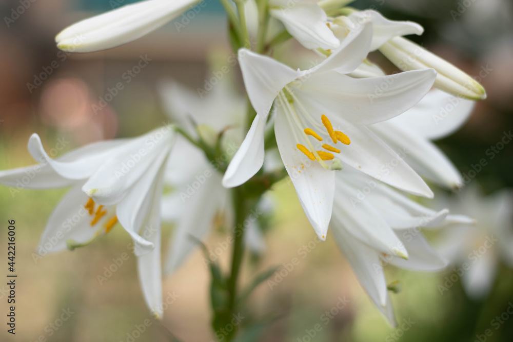 Obraz premium Two white lilies macro photography in summer day. Beauty garden lily with white petals close up garden photography. Lilium plant floral wallpaper on a green background.