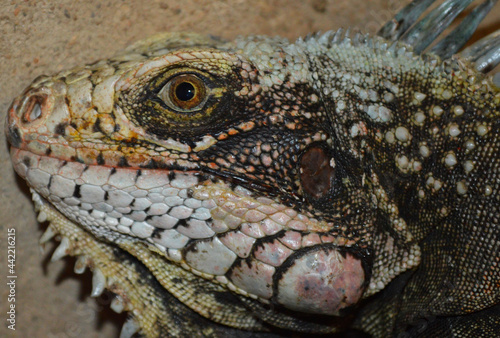 iguana   animal   reptil   San Diego   Venezuela