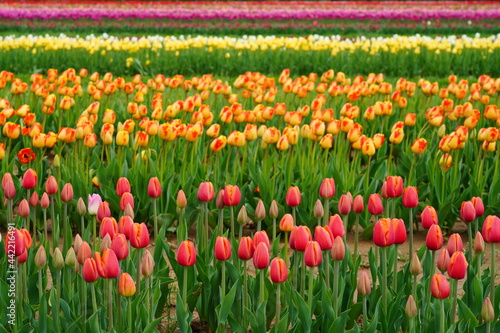 View of a colorful tulip field with flowers in bloom in Cream Ridge, Upper Freehold, New Jersey, United States © eqroy