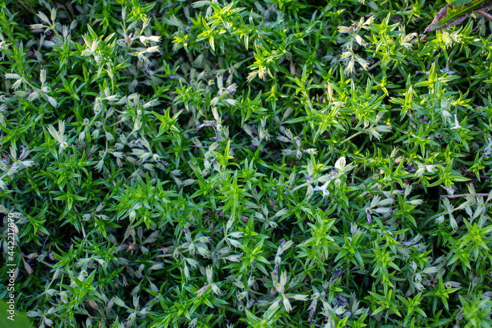 green grass background green grass background