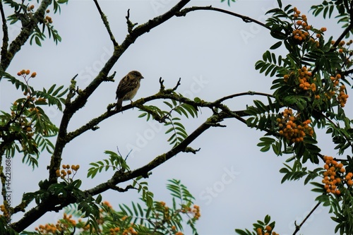 Vogel auf Ast