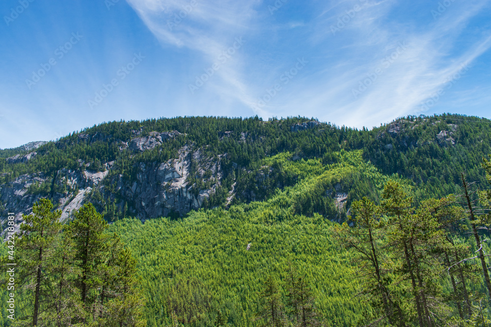 forest in the mountains outdoor nature scenic landscape