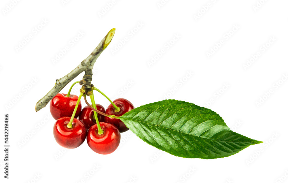 Fresh sweet cherry berries on a branch and green leaf close-up isolated on a white background. Fresh sweet cherry berries on a branch and green leaf close-up isolated on a white background.