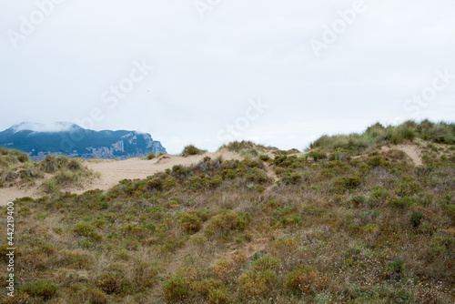 Dunes with plants at Laredo beach, Cantabria, Spain, Europe