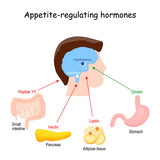 hormones that regulate metabolism, appetite, satiety and hunger
