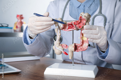 Gastroenterologist showing human colon model at table in clinic, closeup photo