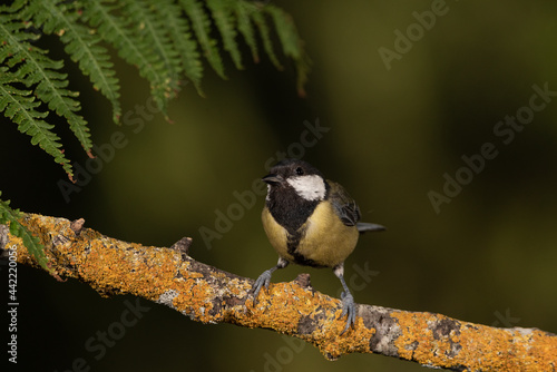 Carbonero común posado en una rama con líquenes (Parus major)
