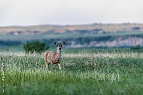 Deer, mule deer, wildlife, outdoors, wild, animal, green, brown, hair, ears