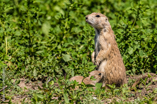 Prairie Dog nursing on mother