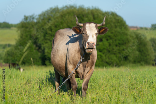 Fototapeta Naklejka Na Ścianę i Meble -  a cow tied on the lawn stands with her mouth open and chews gum