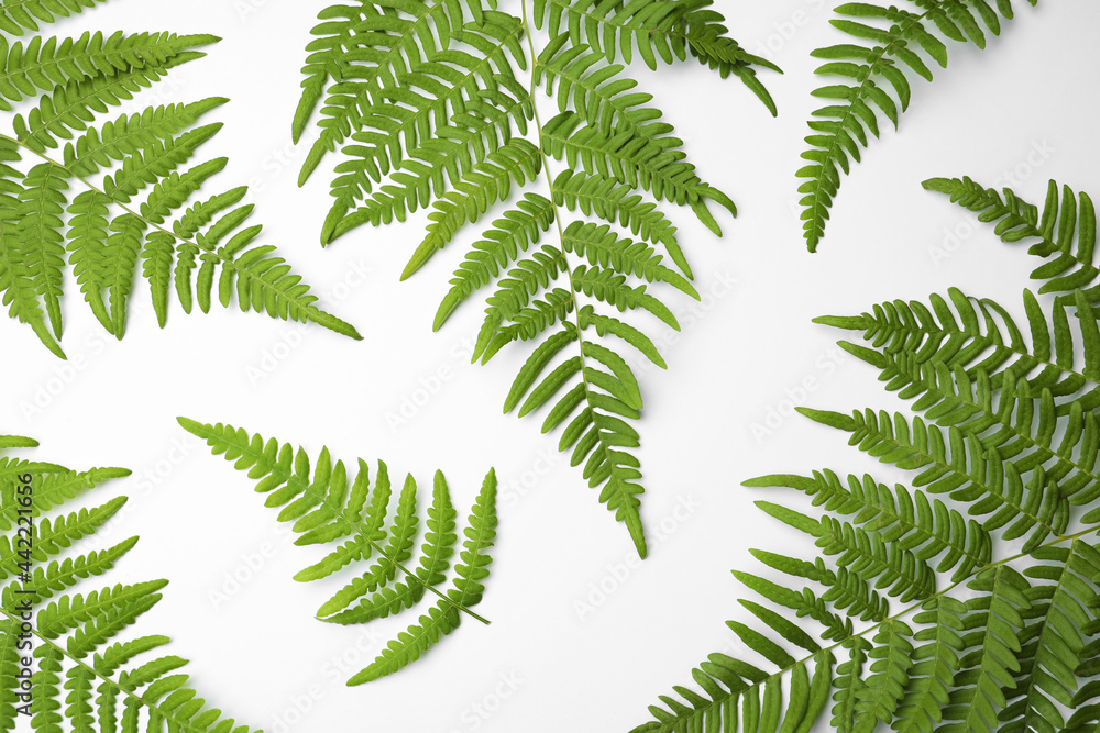 Beautiful tropical fern leaves on white background, top view Beautiful tropical fern leaves on white background, top view