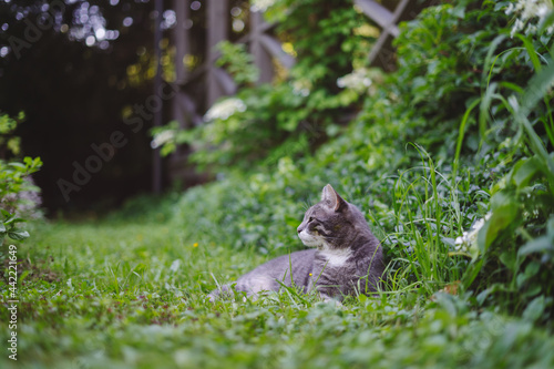 Cute cat on the grass next to the terrace. Eating grass, walking near country house, happy pet