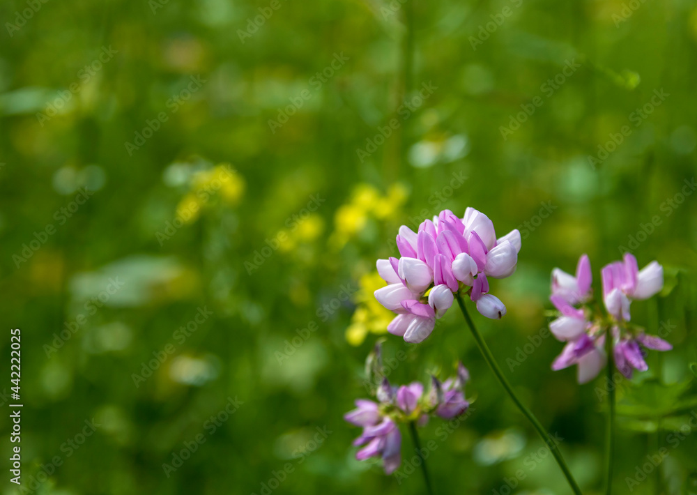 Colourful flowers in a flower meadow Colourful flowers in a flower meadow