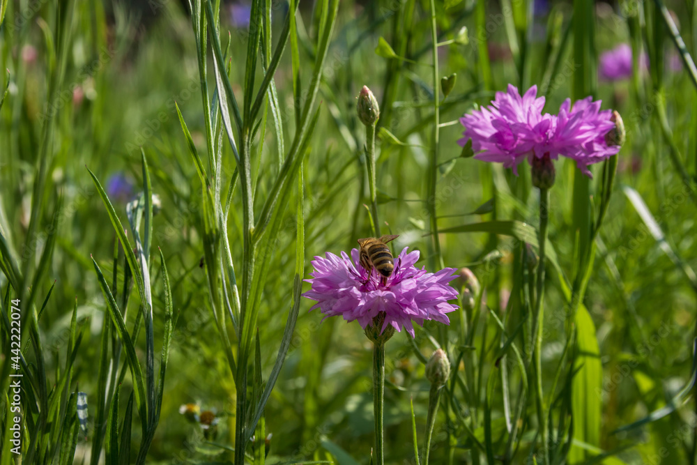 Purple cornflowers in a flower meadow