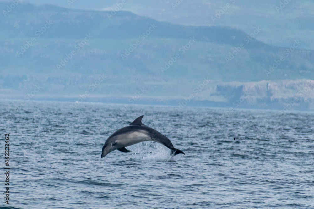 two dolphins jumping two dolphins jumping