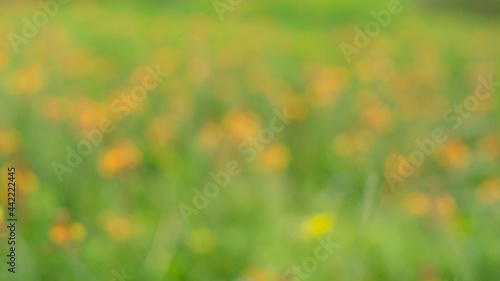 defocused field of yellow flowers background