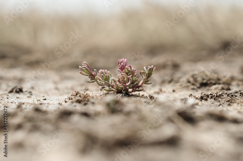 Sarcocornia, a perennial grows on the shores of salt lakes with fleshy stems. photo