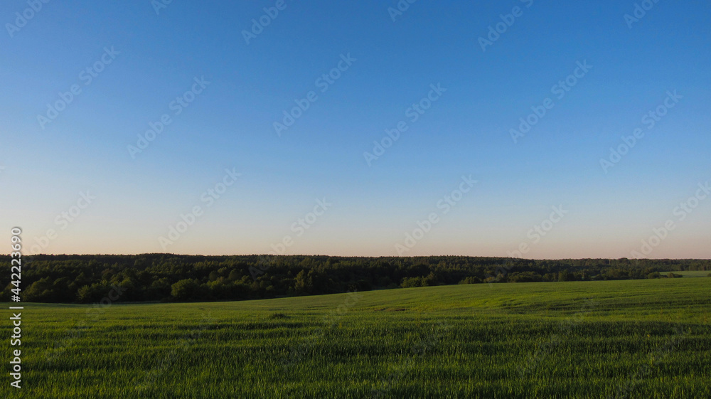 Landscape of a green field with a blue sky