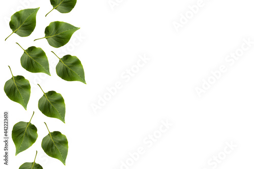 pattern of fresh leaves from a tree on a white background