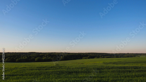 Landscape of a green field with a blue sky © Сергей Аксёнов