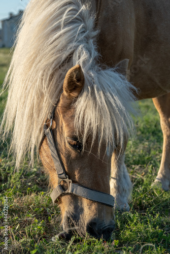 A ginger horse with a white mane grazes in the meadow.