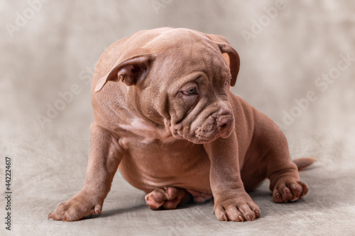 A sad brown American bully puppy sits on its side. © Ekaterina Kolomeets