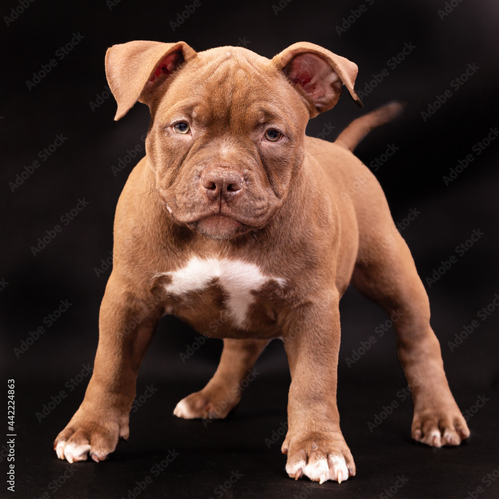 A brown American bully puppy with uncut ears.