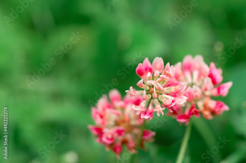 Pink clover flower on a background of green grass. Close-up, selective focus.
