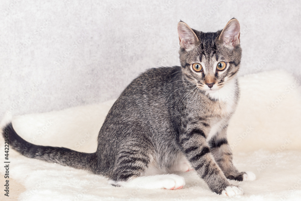 A striped mongrel kitten lies on its mat and watches the toy. Close-up, selective focus