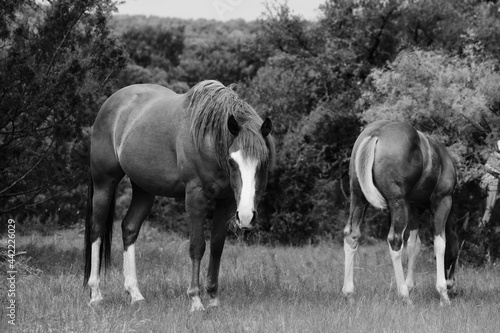 Summer scene on Texas ranch with mare horse and colt in rural field close up.