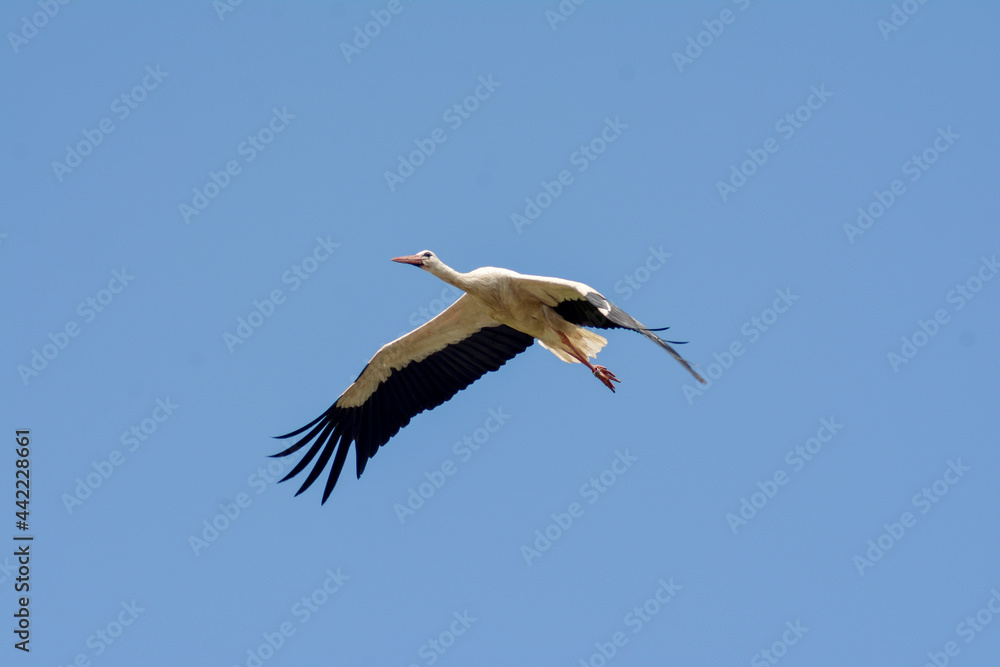 Fototapeta premium A white stork in the Polish countryside. Young storks - stork ringing, numbering. 