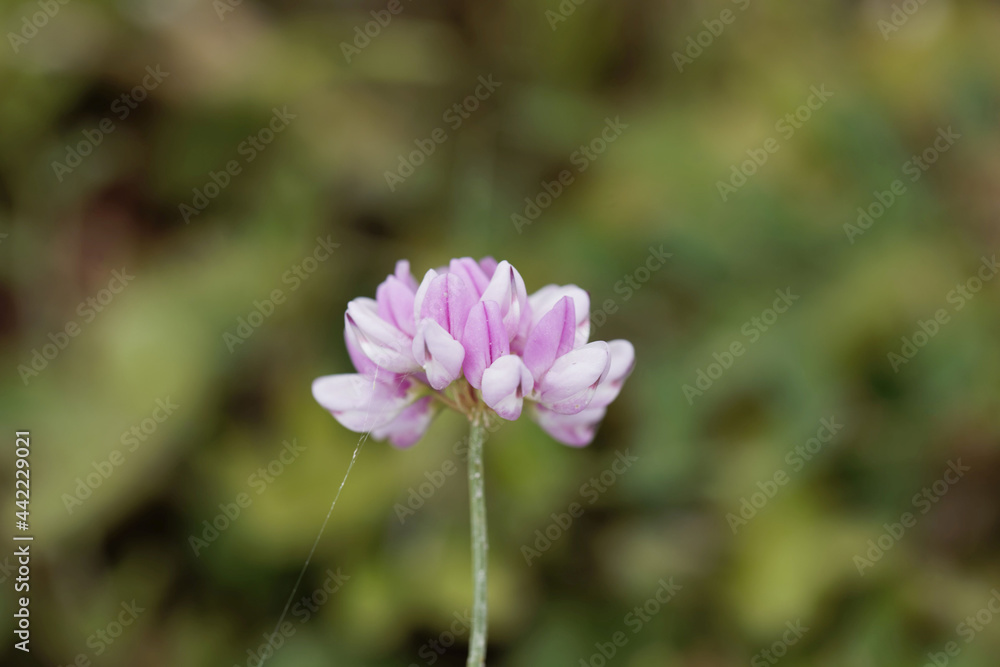 Flowers of a purple crown vetch, Securigera varia Flowers of a purple crown vetch, Securigera varia