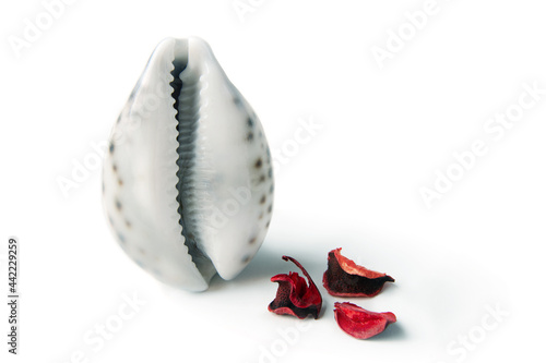 Red rose petals near a seashell in the form of a vagina. The concept of women's health, menstruation and menopause. Seashell as a symbol of gynecology