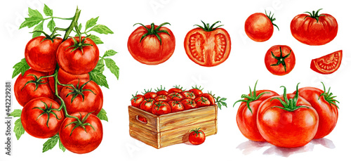 Tomatoes in the box, tomatoes with a leaf, tomatoes on a branch. Set of watercolor illustrations for labels, menus, or packaging design.