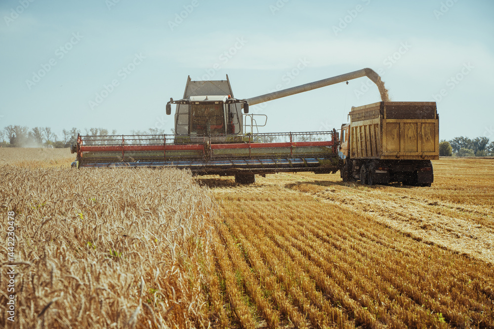 Fototapeta premium Combine harvester harvests ripe wheat. Ripe ears of gold field on the sunset cloudy orange sky background. Concept of a rich harvest. Agriculture image.