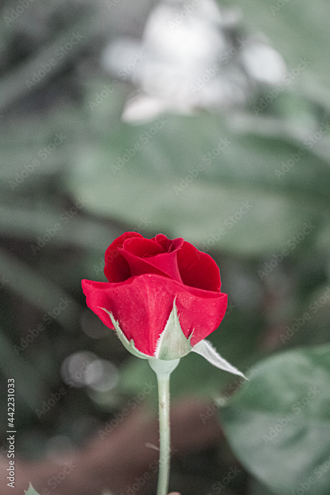 Obraz premium Rosa