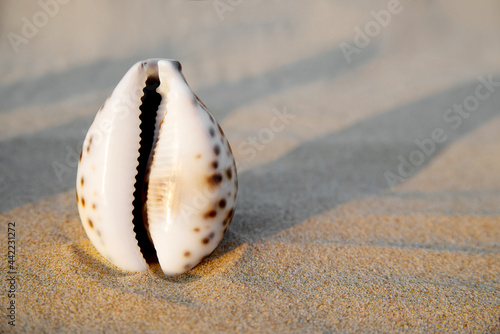 Sea shell in the form of female genitalia, vagina