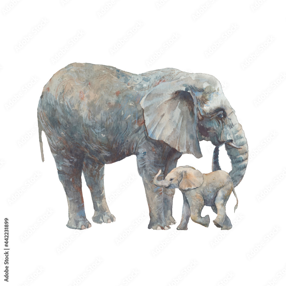 Fototapeta premium Elephant baby and mother. Watercolor animals illustration isolated on white background
