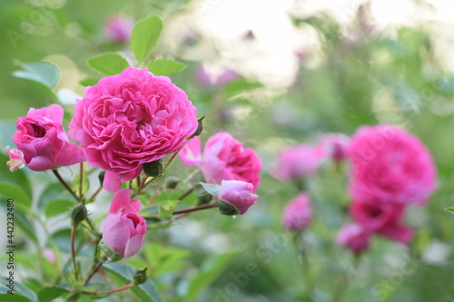 Pink roses blooming in sunny summer garden  climbing roses beauty. 
