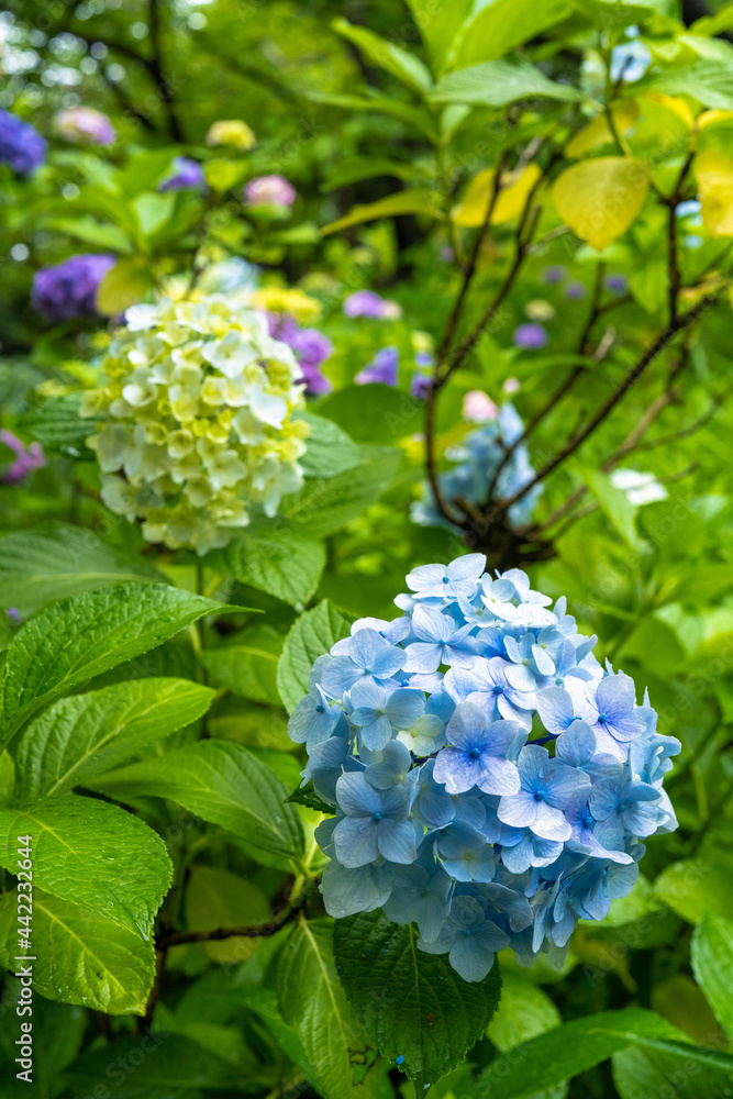 This is a picture taken in Okayama prefecture, Japan. This is a picture taken in Okayama prefecture, Japan.