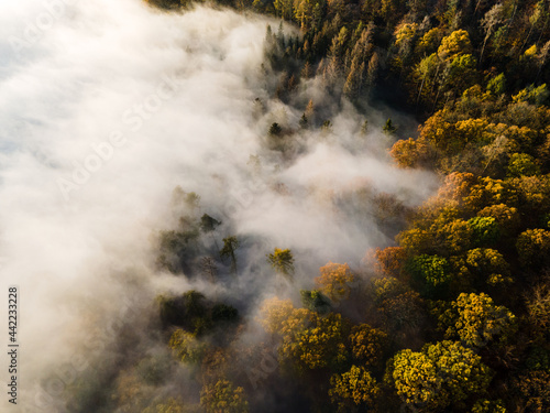 Aerial Autumn Forst with Fog