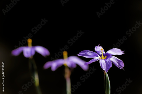 Closeup shot of Bermudiana flowers on a black background photo