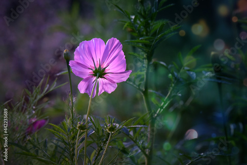 Purple Flower in Garden  Close Up with Colorful Green Bokeh Background