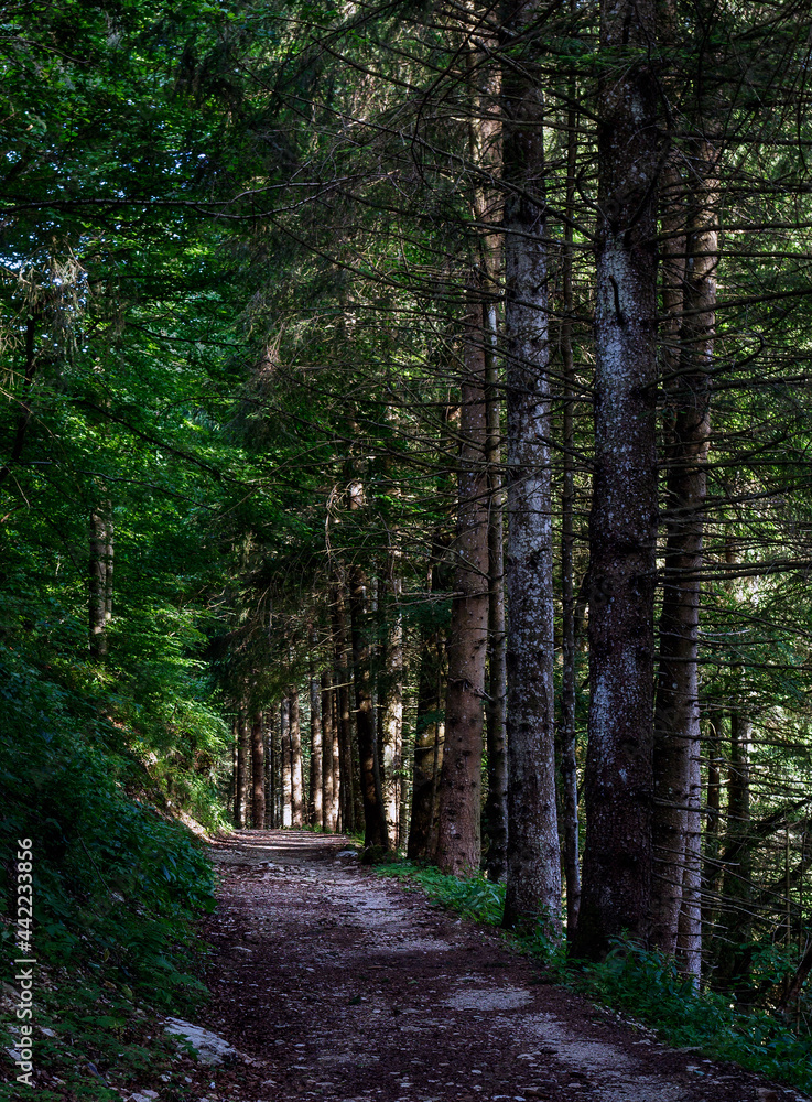 Fototapeta premium The forest around the lake