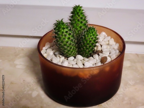 Spiky cactus plants in dark glass flower pot, white marble pebbles covering ground